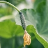 6 Razlogov, zakaj kumare dajejo slabe pridelke