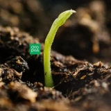 Zakaj semena niso vstala: 8 iz najpogostejših razlogov