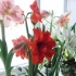 Oskrba hippeastrum doma