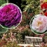 Najboljše sorte park roses: fotografije, imena, opisi, nasveti za nego