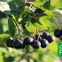 Aronia obrezovanje: datumi in pravila