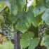 Oidium grapes: opozori, prepozna, ozdravi