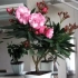 Oleander: oskrba na domu