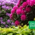 Zakaj rododendron ne cveti in ne raste: 7 glavnih razlogov