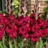 Sajenje plemenitega gladiolusa