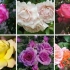 Top 10 najboljših vrtnic v vrtcu na svetu