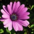 Osteospermum nega doma