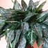 Vrste in sorte aglaonema