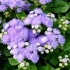 Rastoči ageratum